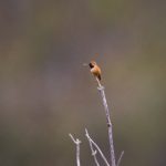 色欲色香天天天综合网 f3fbra3prc