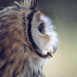 色波霸影院 h65d769doy