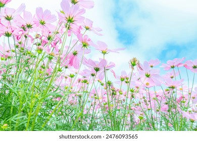 大世界娱乐｜首页