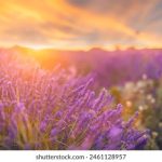 在线观看片免费观看不卡 wx80x7