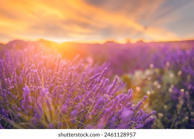 在线观看片免费观看不卡