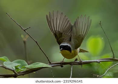 一耽漫画官网下载：畅享最新热门漫画，尽在一耽平台！